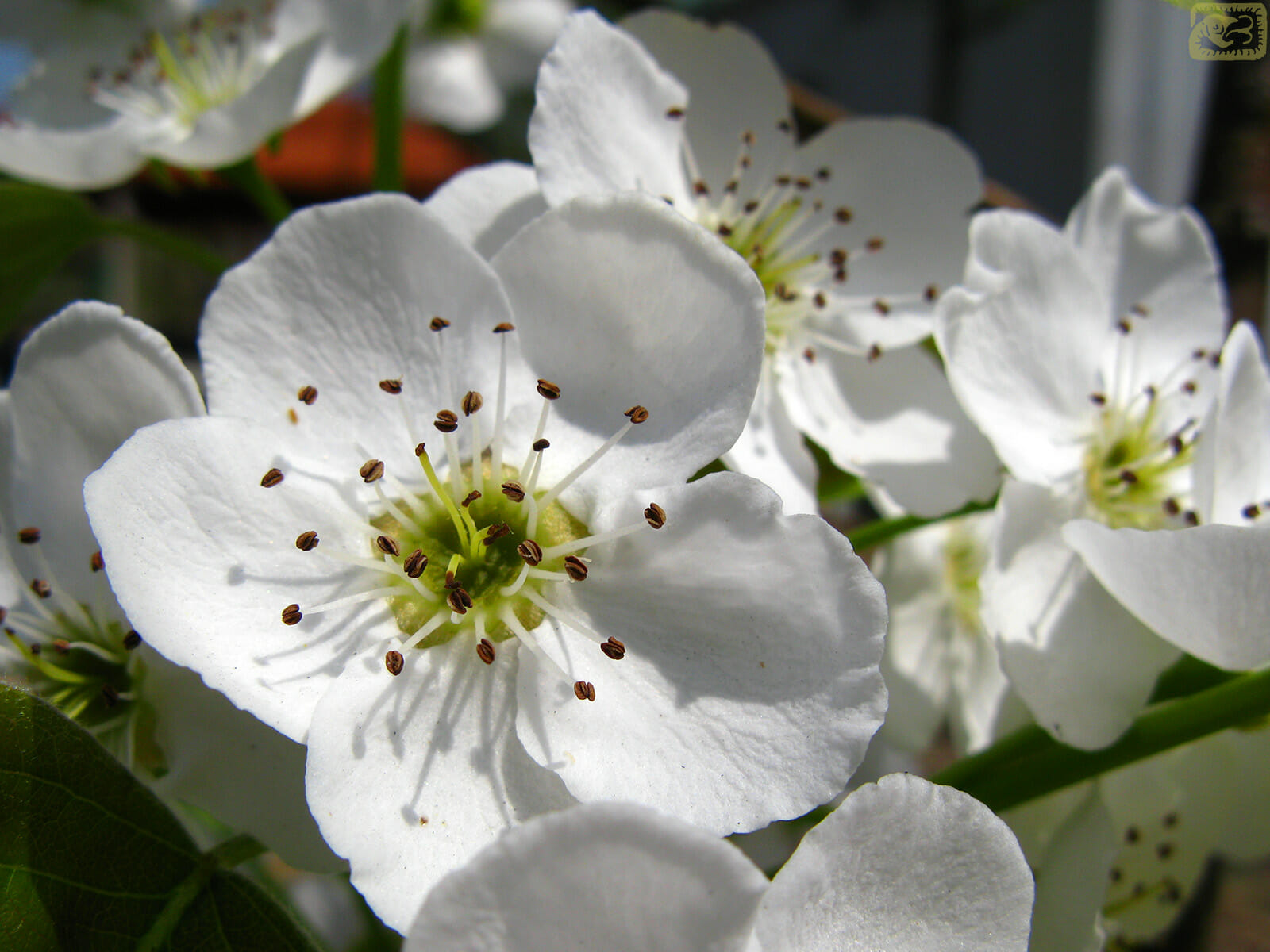 Wedding Flowers by Season 13 10b.PearBlossoms.1600