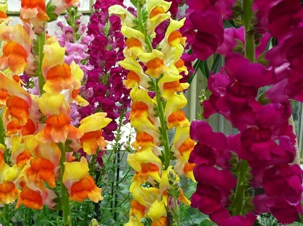 Wedding Flowers by Season 8 462cc93574bd57ad14b2f9da8a425e80