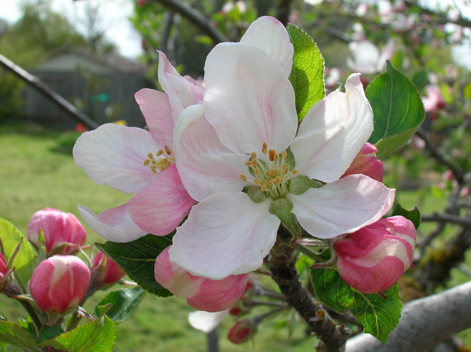 Apple Blossom 1