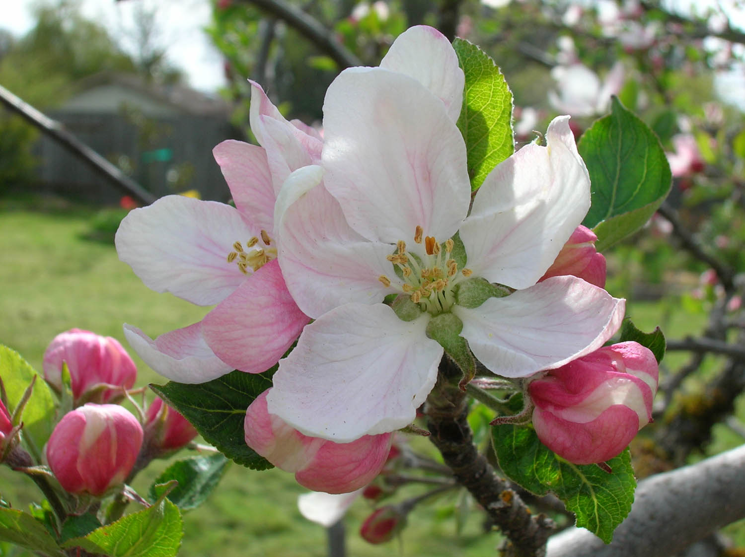 Wedding Flowers by Season 14 Apple Blossom 1