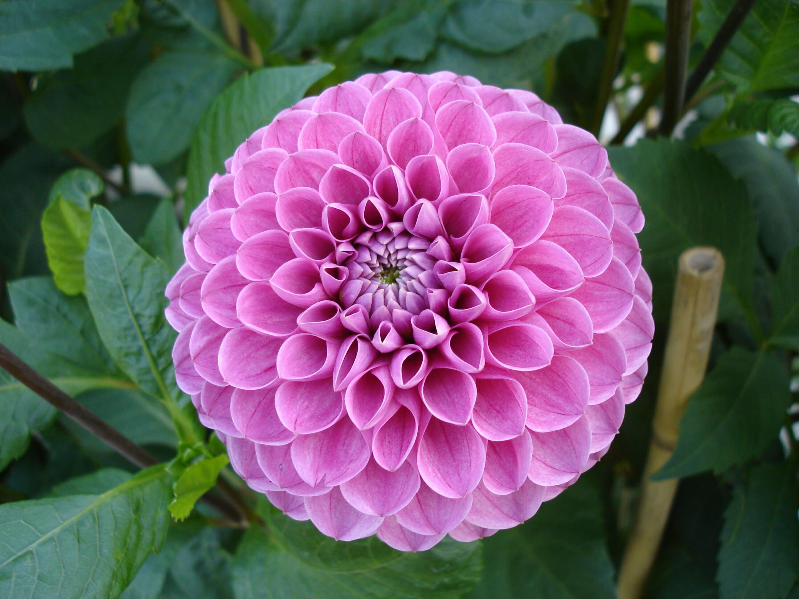 Wedding Flowers by Season 2 Dahlia Marys Jomanda