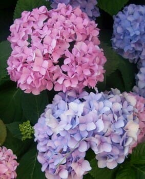 Wedding Flowers by Season 15 Hydrangea6