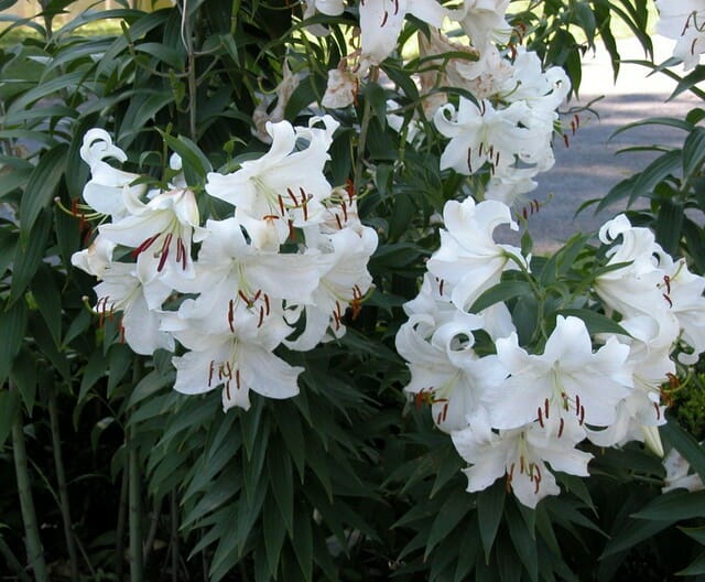 Wedding Flowers by Season 5 Lily CasaBlanca Cropped