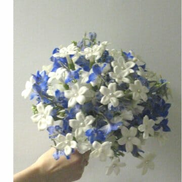 Wedding Flowers by Season 9 STEPHANOTIS PERLA FARM