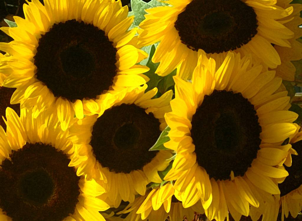 Wedding Flowers by Season 1 Sunflowers