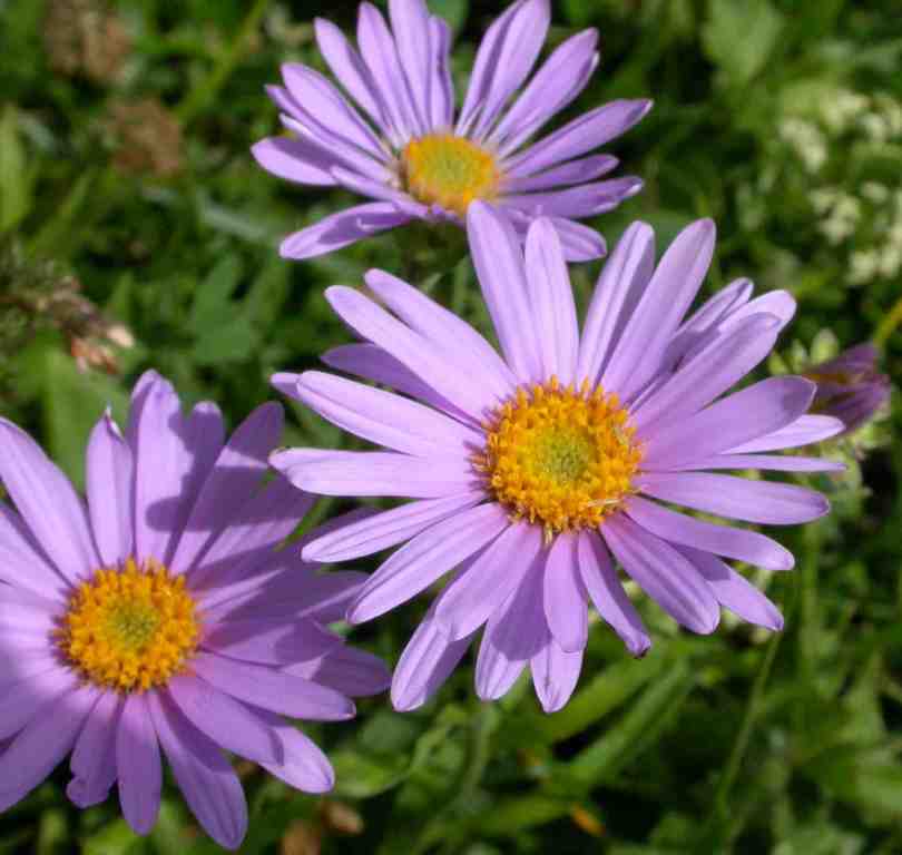 Wedding Flowers by Season 4 aster