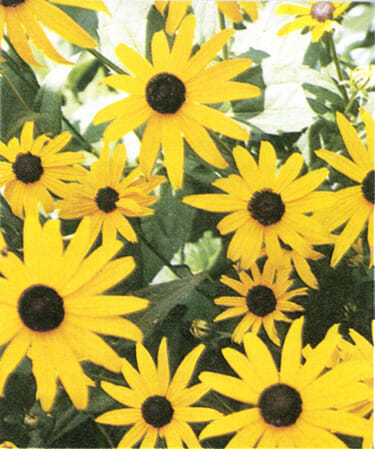 Wedding Flowers by Season 7 black eyed susan info1