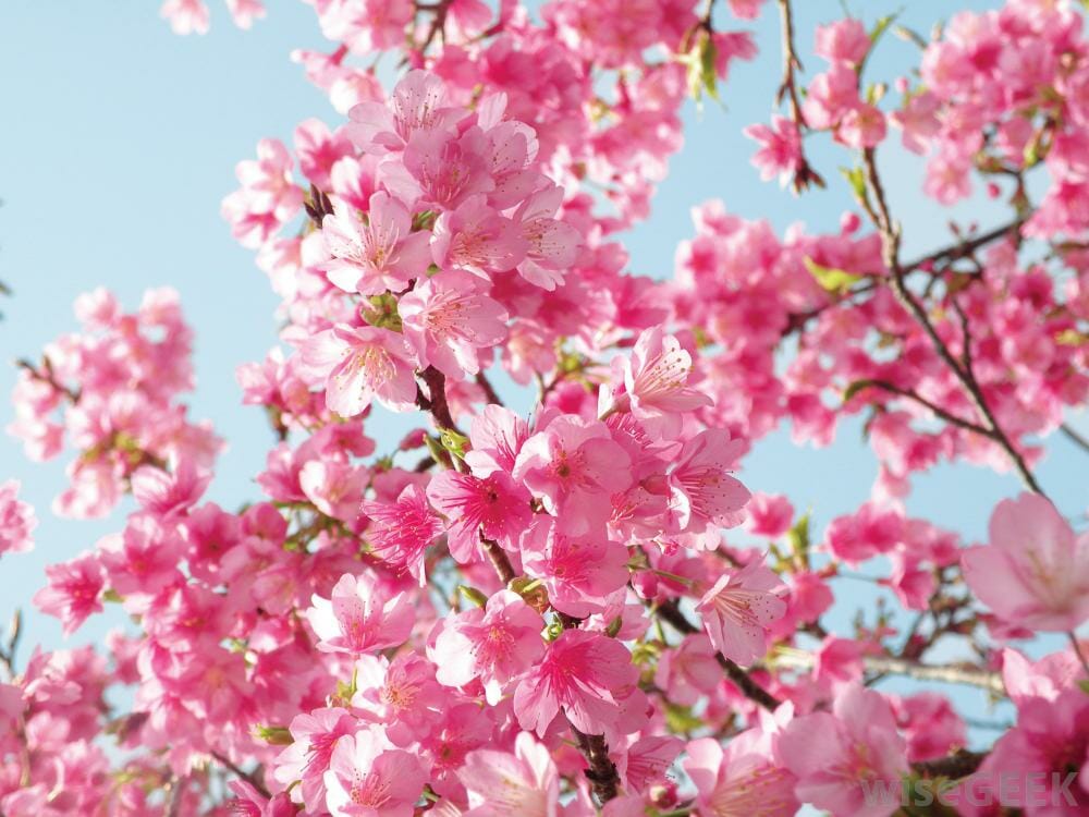 Wedding Flowers by Season 12 cherry blossom