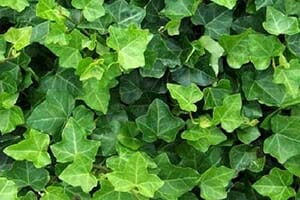 Wedding Flowers by Season 24 english ivy r