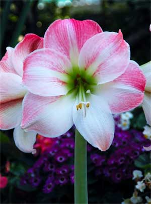 Wedding Flowers by Season 21 gg amaryllis