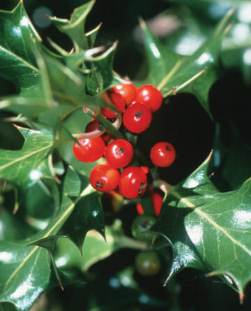 holly berry