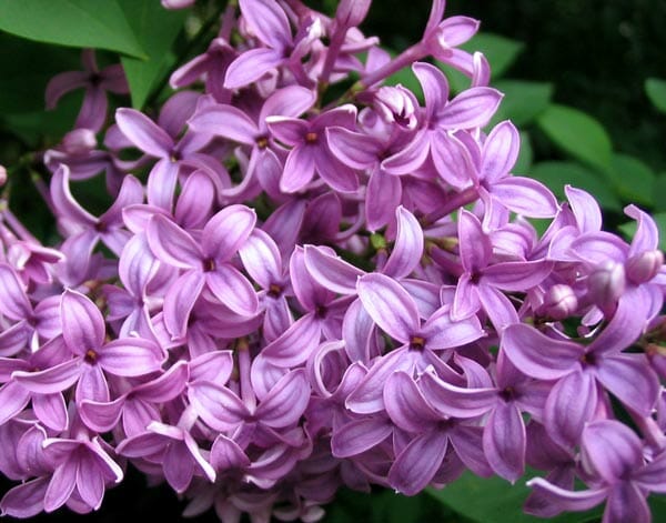 Wedding Flowers by Season 19 lilac