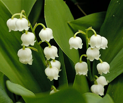 Wedding Flowers by Season 6 lily of the valley