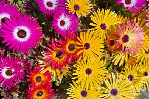 Wedding Flowers by Season 17 livingstone daisies 25993