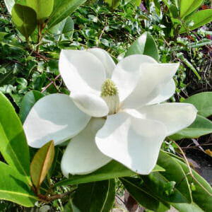 Wedding Flowers by Season 16 magnolia grandiflora