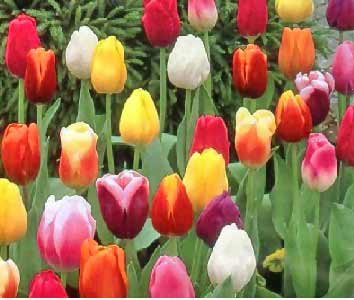 Wedding Flowers by Season 18 muti hued tulips