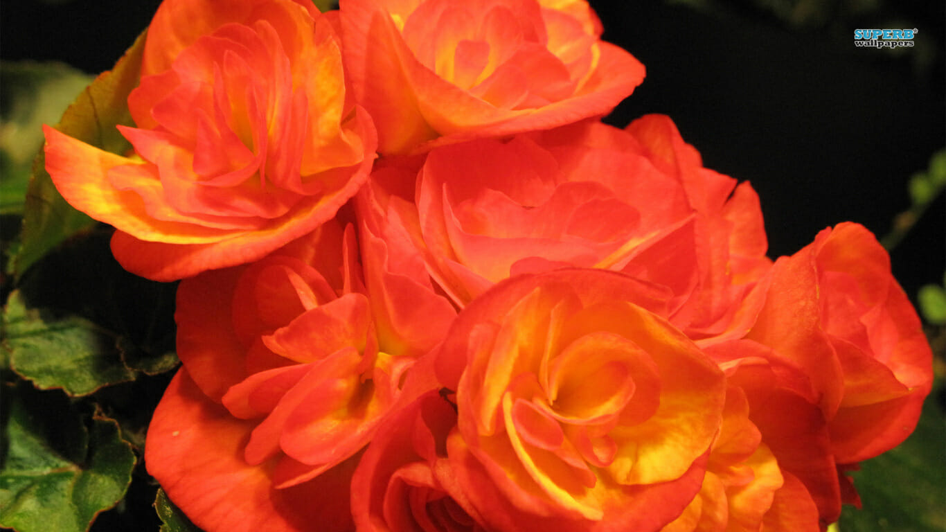 Wedding Flowers by Season 10 orange begonia 3910