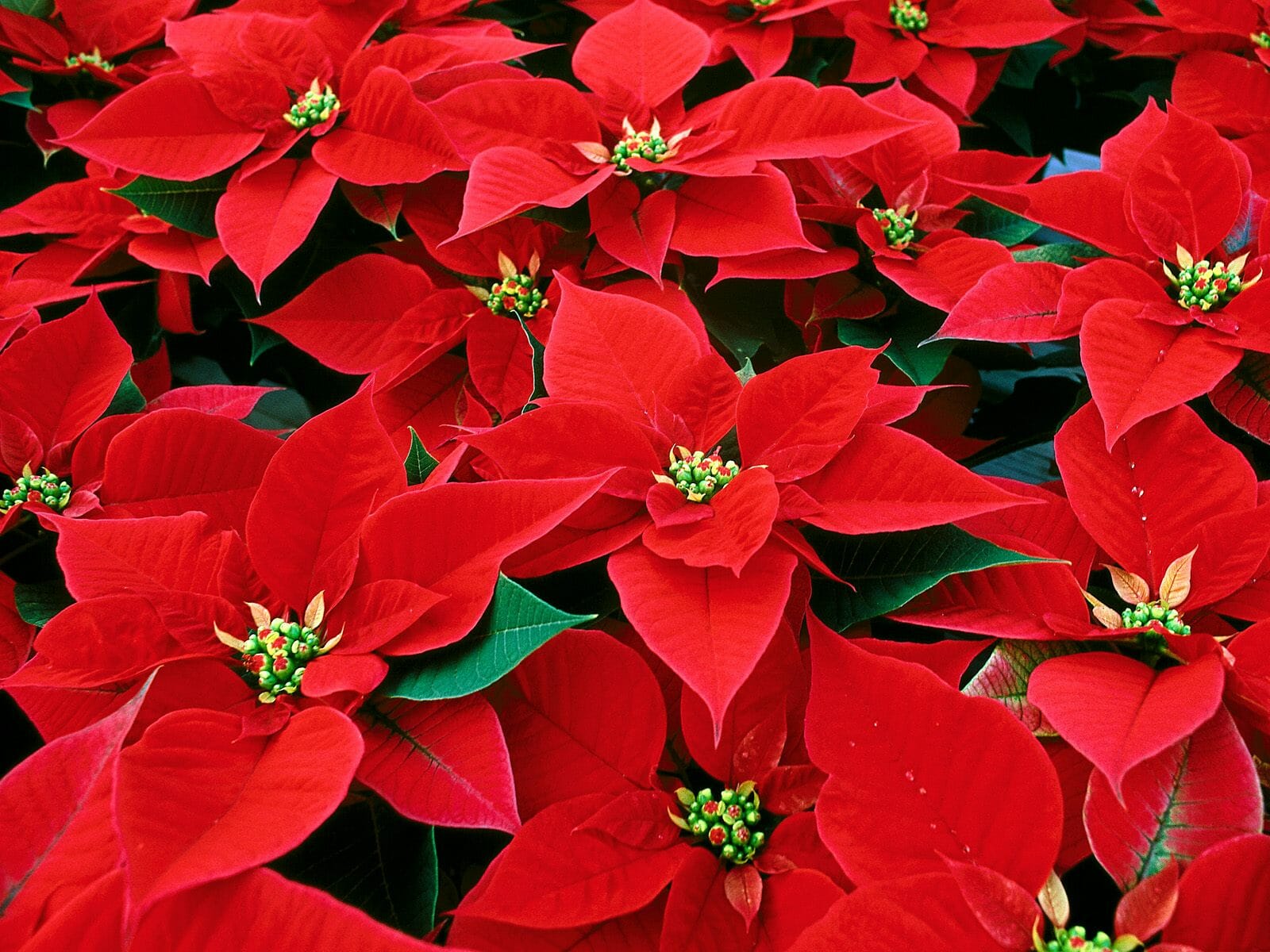 Wedding Flowers by Season 20 poinsettia