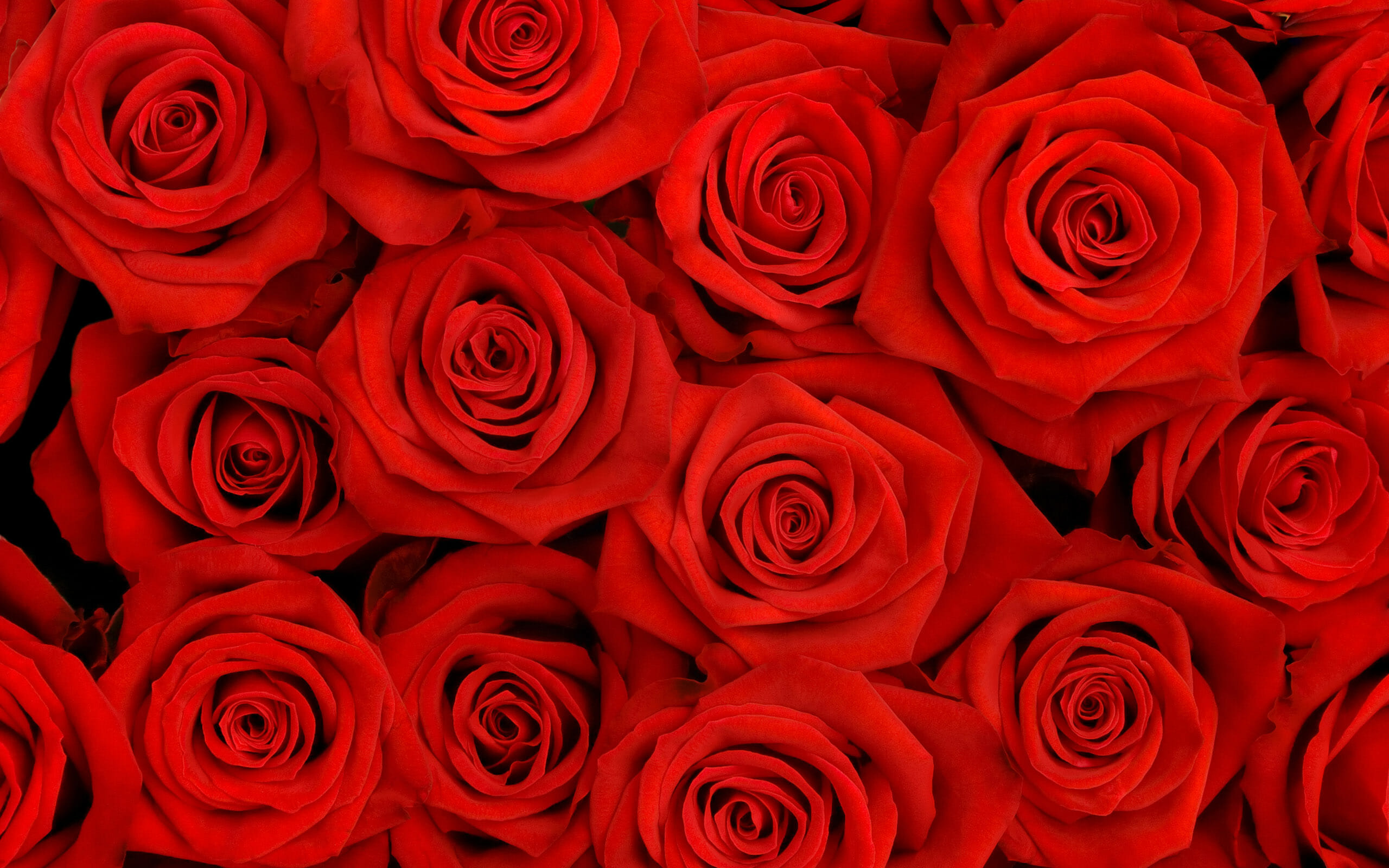 Wedding Flowers by Season 3 roses 04