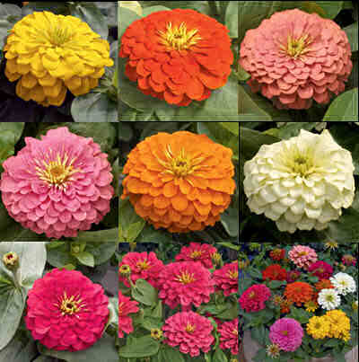 Wedding Flowers by Season 11 zinnia