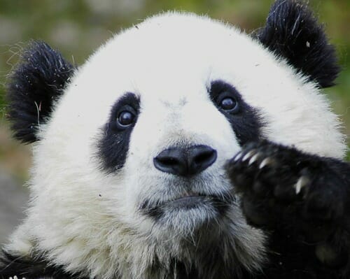 Weekly Wedding Secrets Opt-Out 1 sad panda